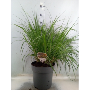 Pennisetum alopec.