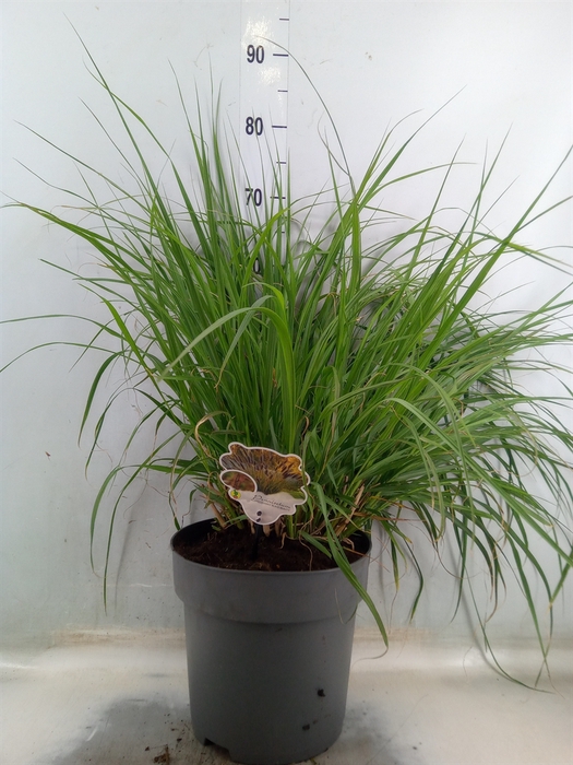 <h4>Pennisetum alopec.</h4>