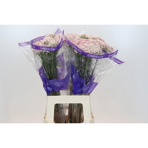 Ozothamnus Cooks Pink