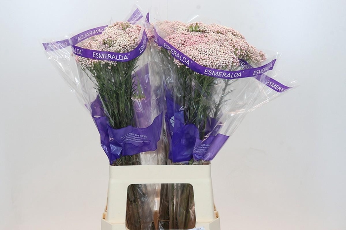 <h4>Ozothamnus Cooks Pink</h4>