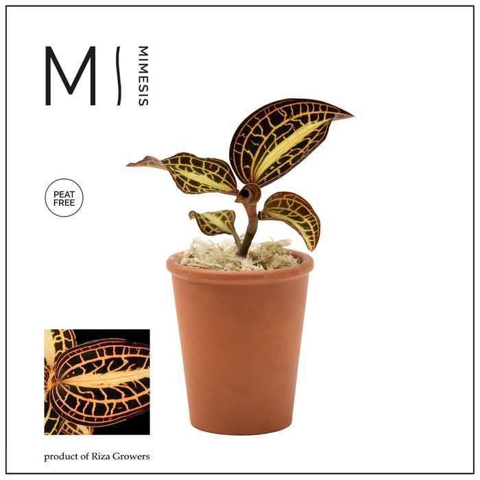 <h4>Mimesis Jewel Orchid KARMA Anoectochilus Sunstone - Terracotta</h4>
