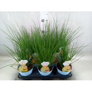 Allium schoenoprasum