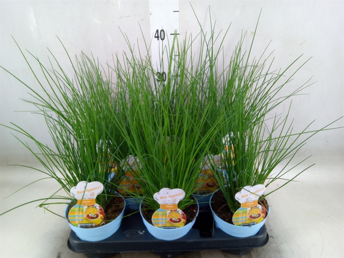 <h4>Allium schoenoprasum</h4>