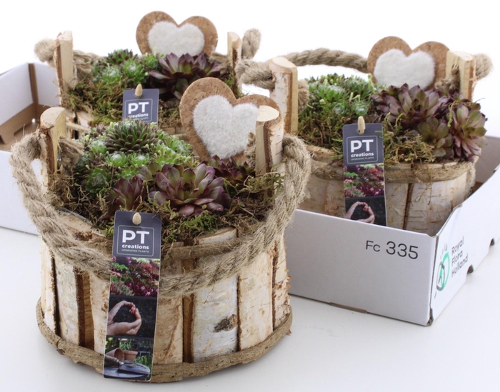 <h4>ARR SEMPERVIVUM</h4>