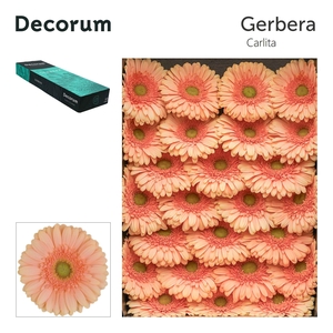 Gerbera Carlita Doos