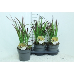 Imperata cylindrica 'Red Baron'