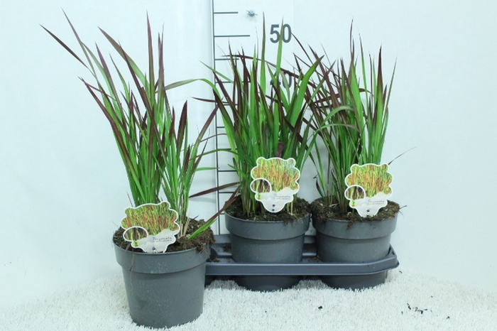 <h4>Imperata cylindrica 'Red Baron'</h4>