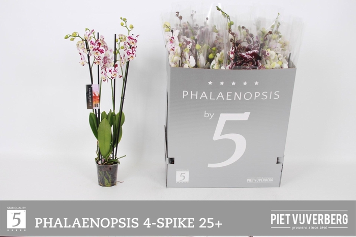 <h4>PHAL OV WIT</h4>