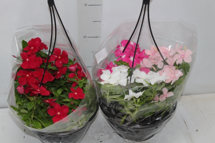 <h4>VINCA MEDITERRANEAN C21 VARIADO</h4>