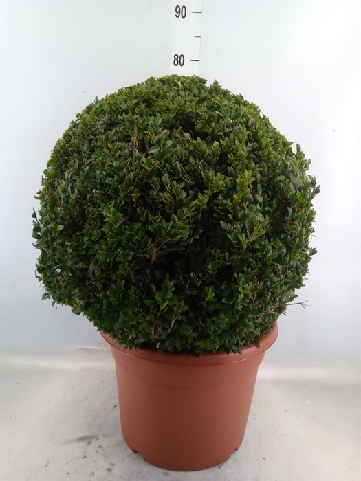 <h4>Buxus semp.   ...</h4>