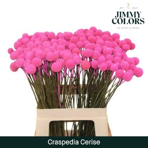 Craspedia L60 Cerise