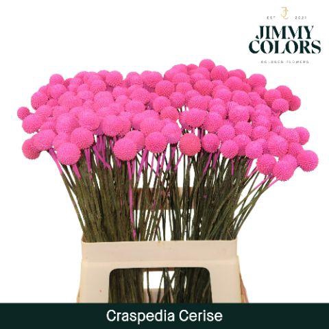 <h4>Craspedia L60 Cerise</h4>