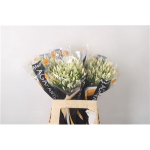Agapanthus Eyfori White