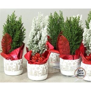 Cham L Ellwoodii Snow Ceramic