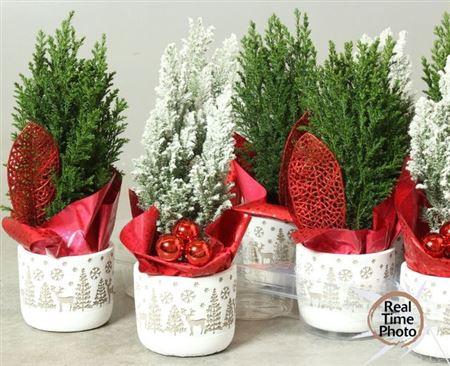 <h4>Cham L Ellwoodii Snow Ceramic</h4>