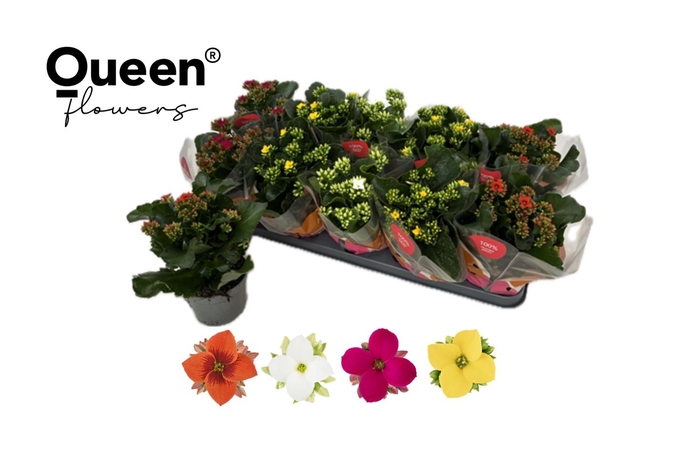 <h4>KAL EN GEM 4 KL</h4>