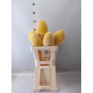 Decoratieve materialen   ...H%