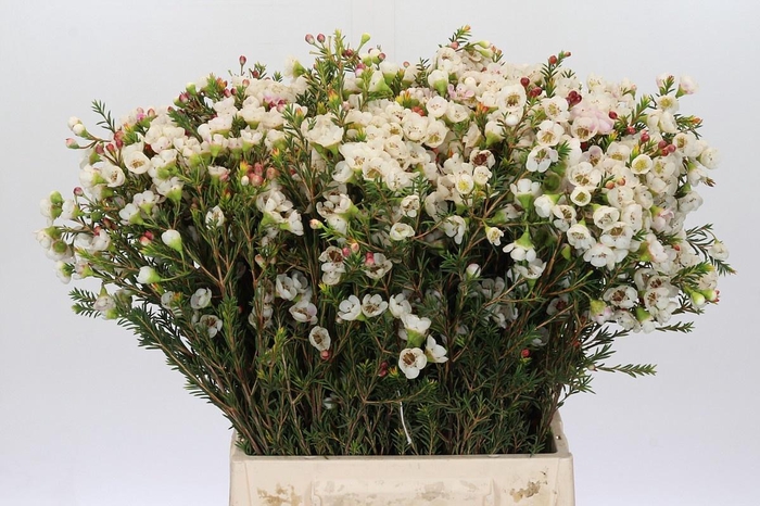 <h4>CHAME MOONL DELIGHT</h4>