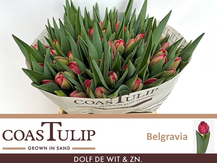 <h4>TU DU BELGRAVIA</h4>