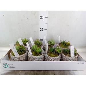 Arr.  Succulents L%