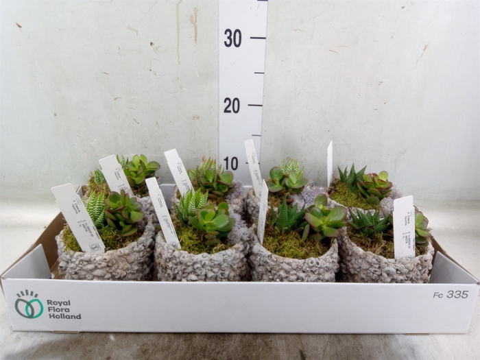 <h4>Arr.  Succulents L%</h4>