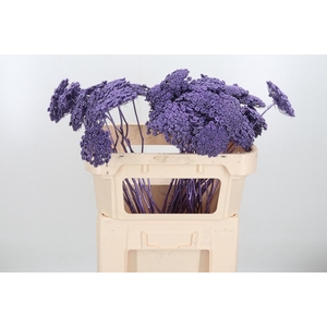 Ammi Zaad Kl Bh Metallic Milka