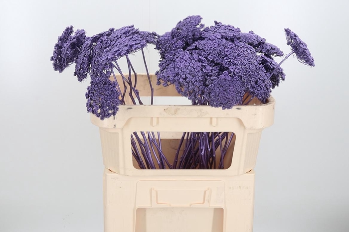 <h4>Ammi Zaad Kl Bh Metallic Milka</h4>