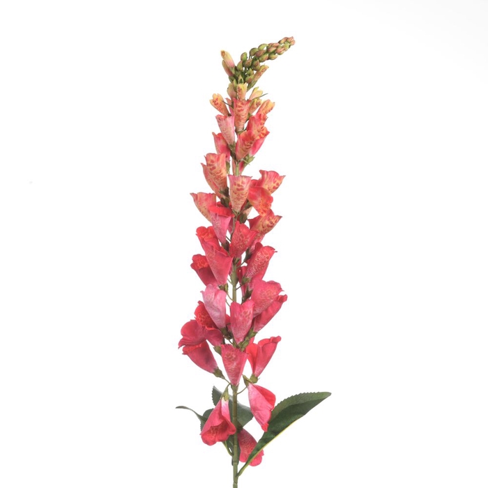 <h4>Af Digitalis L109cm Pink</h4>