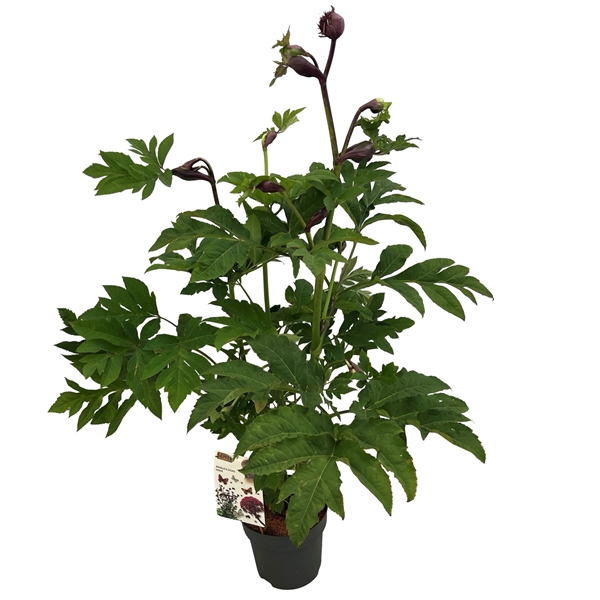 <h4>Angelica gigas</h4>