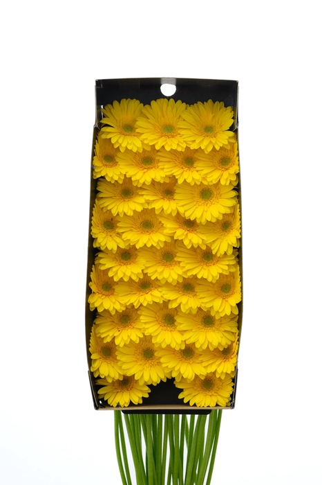 <h4>Germini Emoji Doos</h4>