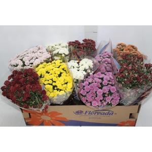 CRISANTEMO BOLA BELGA JASODA P11 VARIADO