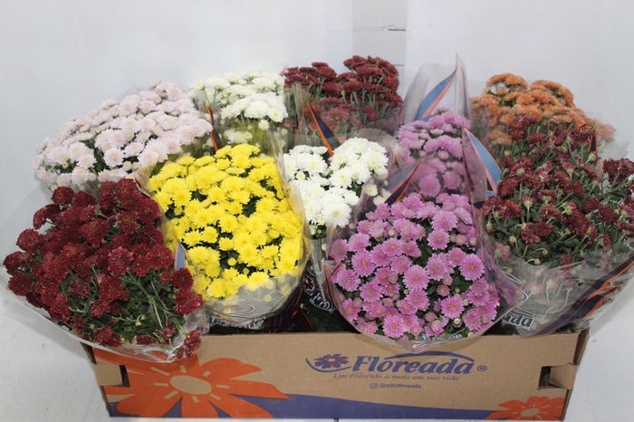 <h4>CRISANTEMO BOLA BELGA JASODA P11 VARIADO</h4>