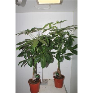 ** Pachira Aquatica 5pp Winter Promo *