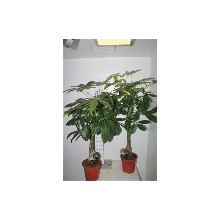 <h4>** Pachira Aquatica 5pp Winter Promo *</h4>