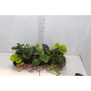 PEPEROMIA VARIADO P12