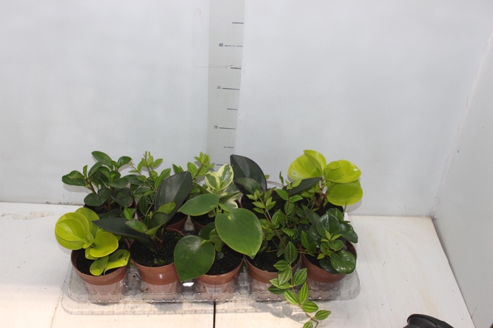 <h4>PEPEROMIA VARIADO P12</h4>