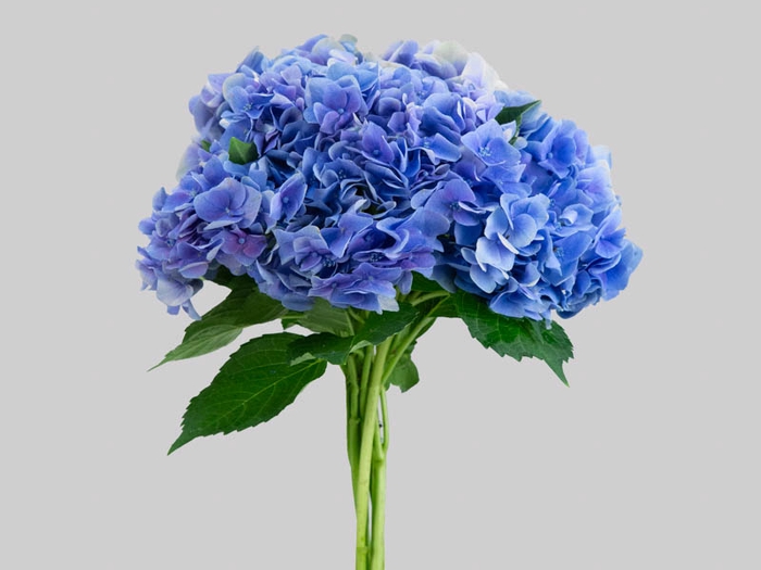 <h4>HORTENSIA ROMA 060 CM ROXO</h4>