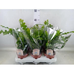 Epiphyllum anguliger