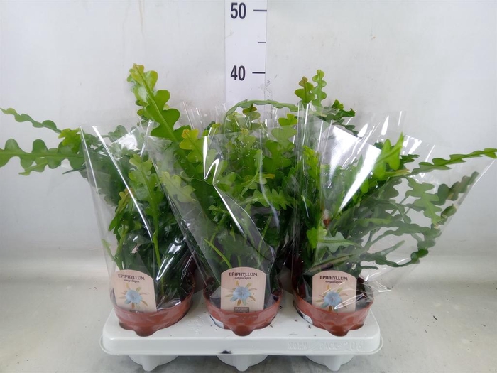 <h4>Epiphyllum anguliger</h4>