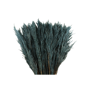 Cortaderia Grey Fanel Super