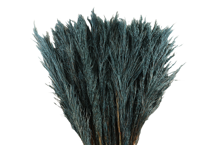 <h4>Cortaderia Grey Fanel Super</h4>