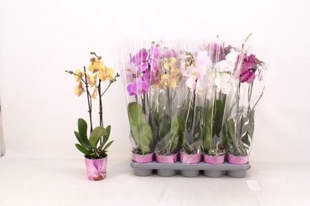 <h4>PHAL GEM 5 KL</h4>