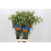 Chasmanthium Green