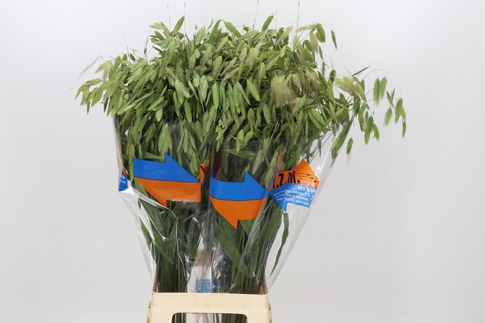 <h4>Chasmanthium Green</h4>