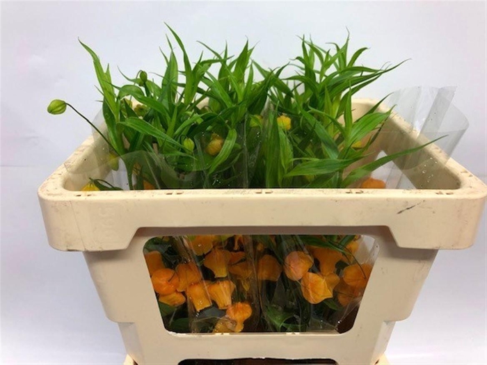 <h4>SANDERSONIA</h4>