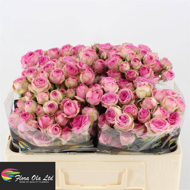 <h4>R Tr Super Sensation Flora Ola</h4>