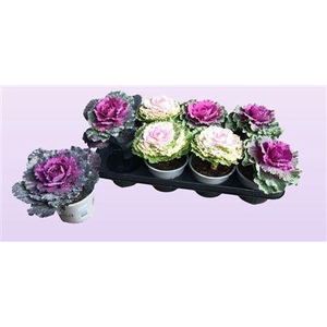 Brassica (sierkool)