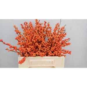 ILEX VE WINTER GOLD