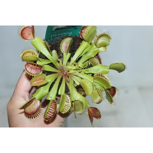 CARNIVORA DIONAEA FLEXX P09