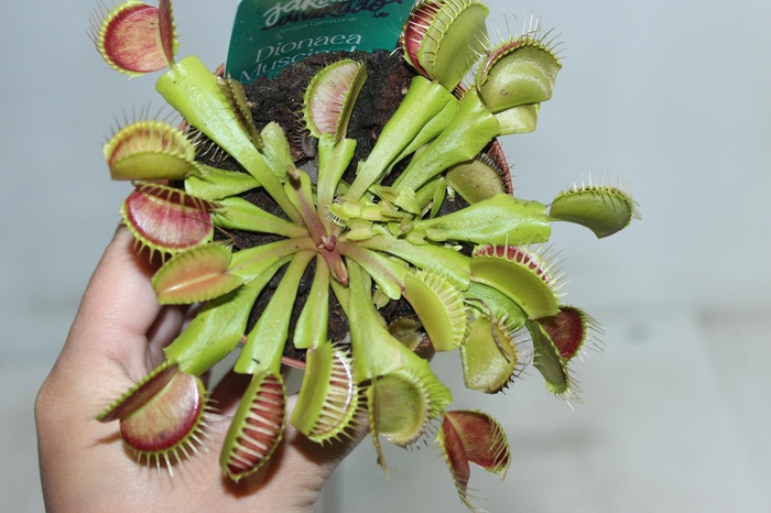 <h4>CARNIVORA DIONAEA FLEXX P09</h4>